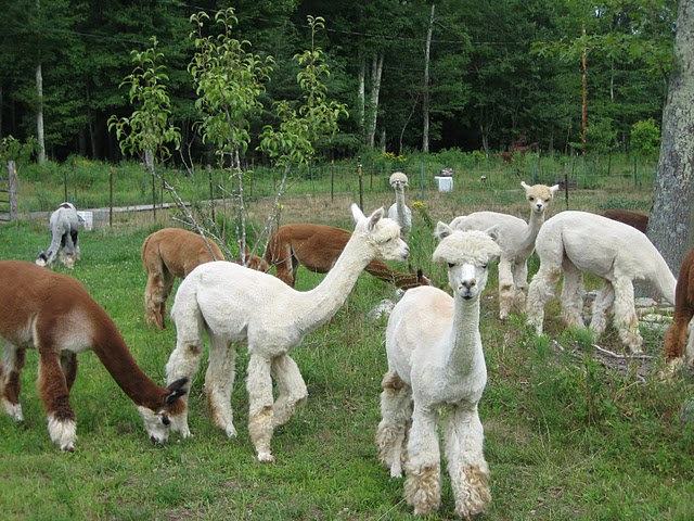 Alpacas Grazing