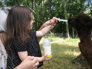 Feeding Baby Alpaca